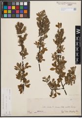 Foto von Salix cinerea L.